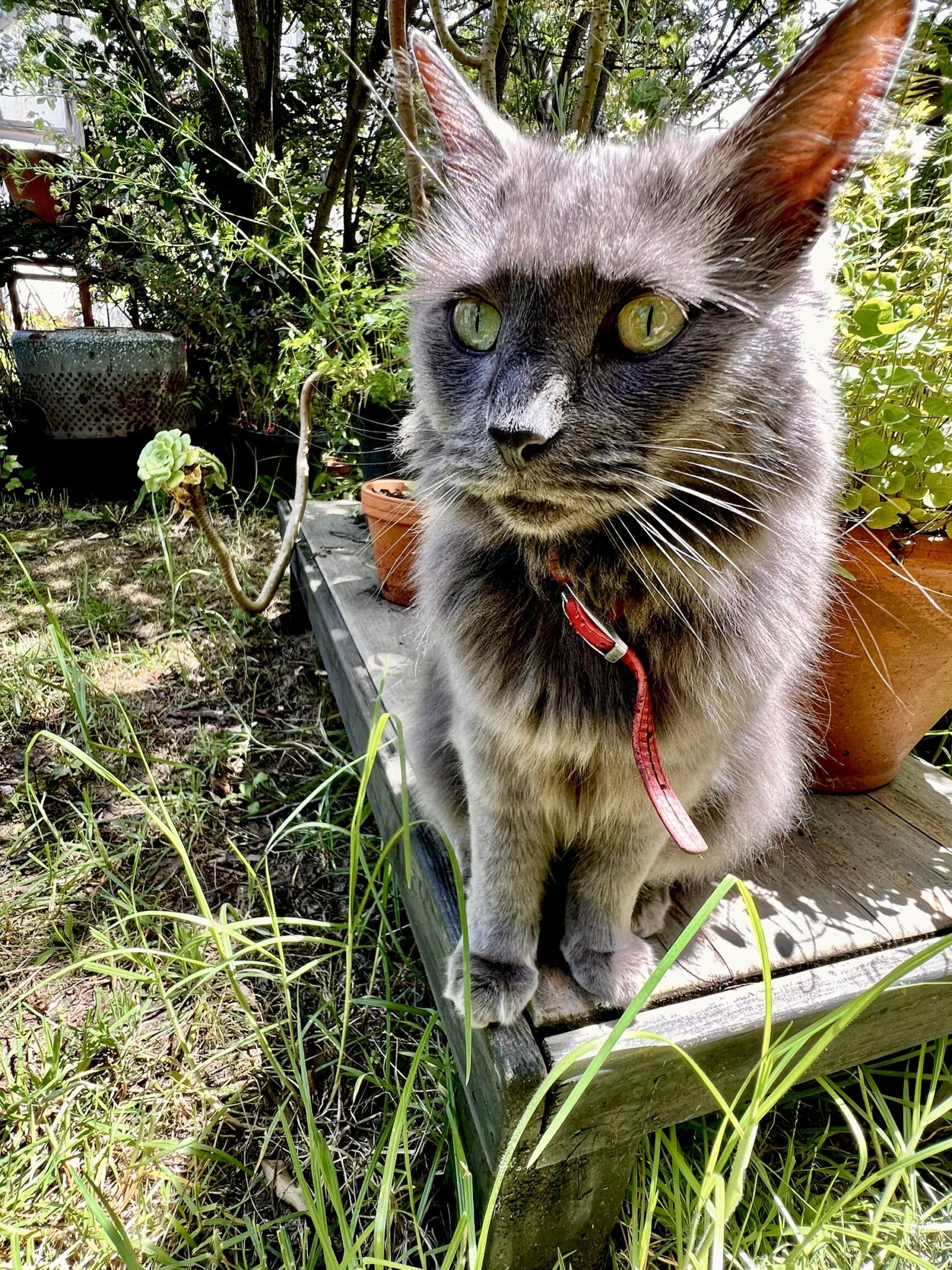 Hey kitty: why the purr-plexing look? – Wandering Teresa